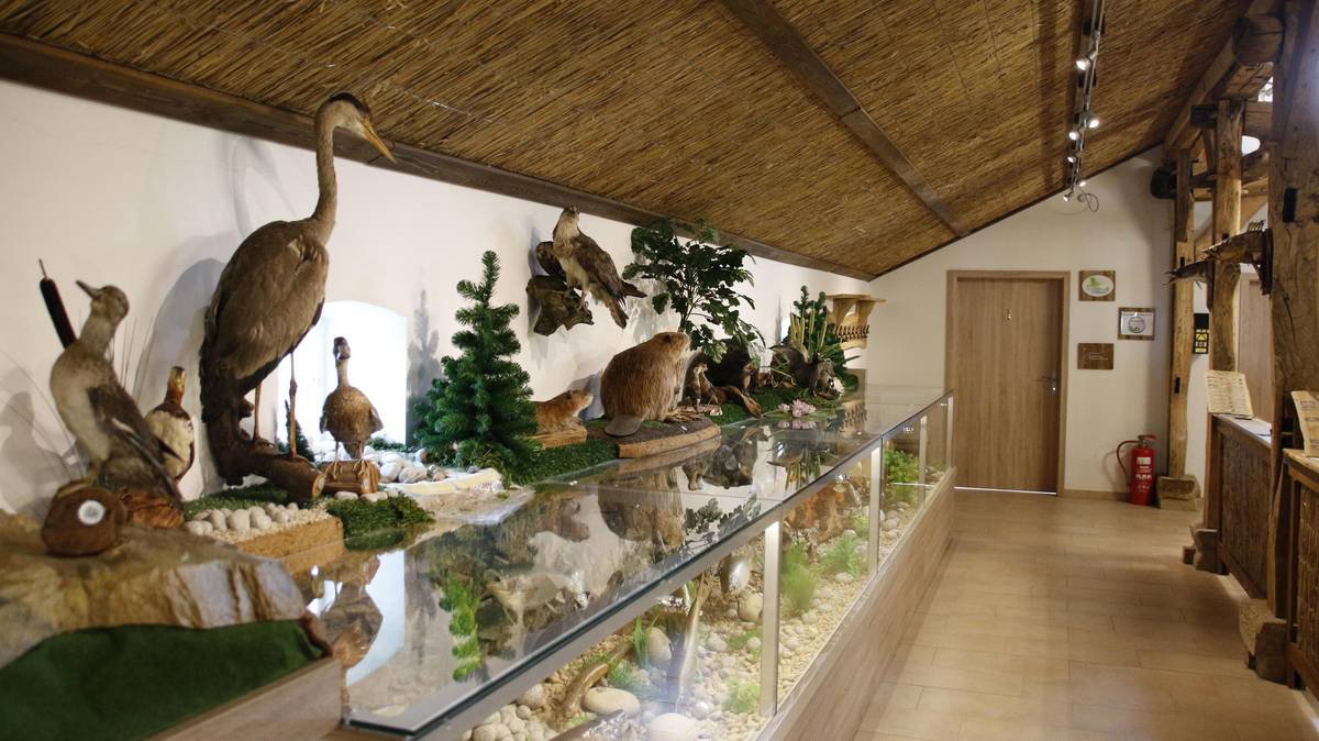 Im Naturkundehaus in Lähden kann die heimische Tier- und Pflanzenwelt kennengelernt werden.