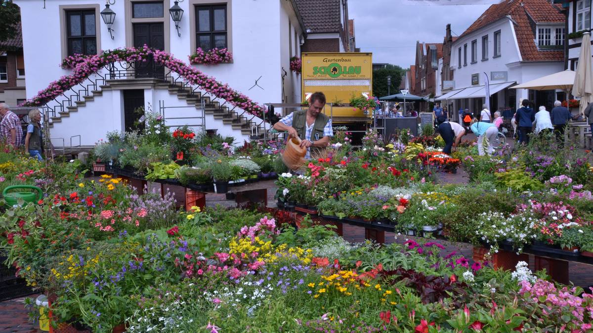 Blumenhändler Ambraß auf dem Wochenmarkt Lingen