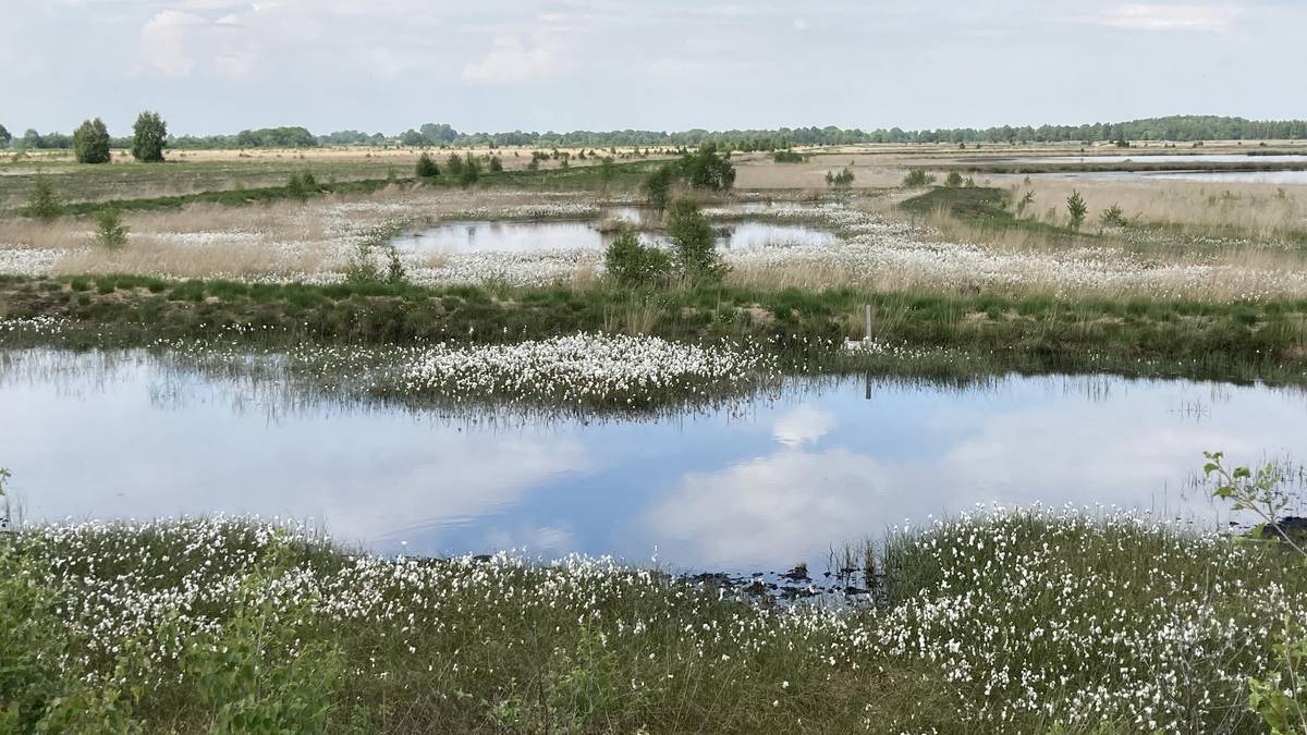 Wollgrasblüte im Leegmoor (Naturschutzgebiet bei Surwold in der Samtgemeinde Nordhümmling) © Naturschutzstiftung Emsland; Maike Hoberg