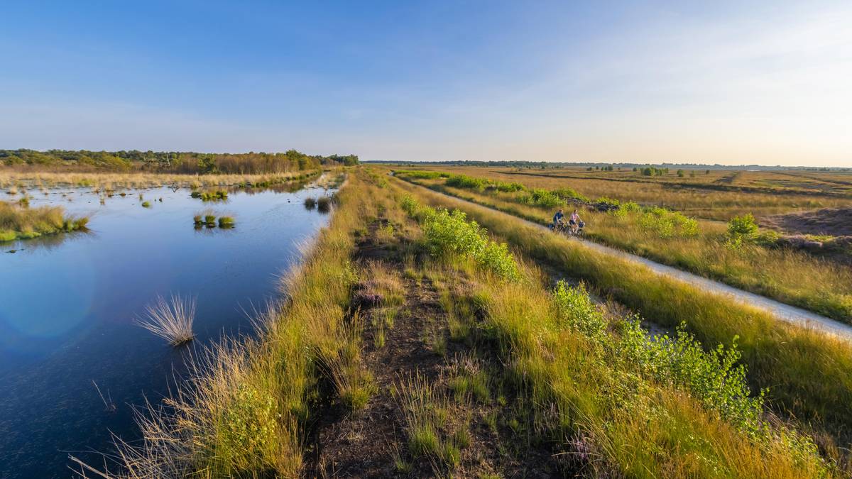 Heideblüte im Dalum-Wietmarscher Moor bei Geeste © Naturpark Moor-Veenland; Schöning Fotodesign